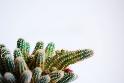 Close-up of cactus against white background