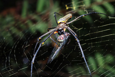 Close-up of spider on web