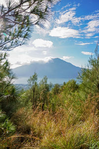 Scenic view of trees against sky