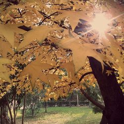 Sun shining through trees