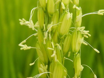 Close-up shot of rice flowering plant