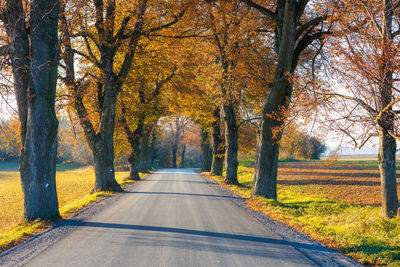 Road amidst trees during autumn