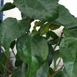 Close-up of leaves