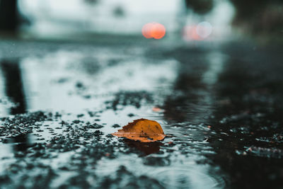 Close-up of wet leaf in water