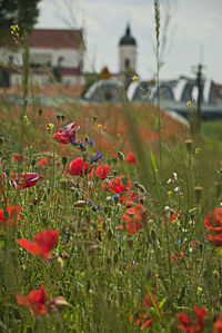 Close-up of red poppy flowers blooming in field