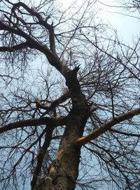 Low angle view of bare trees against sky