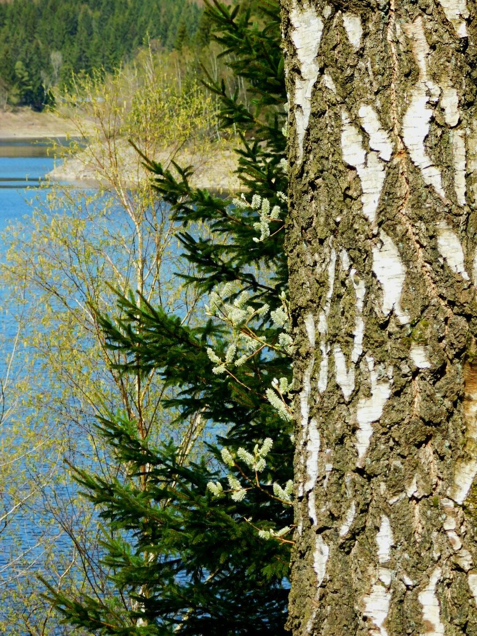 tree, tree trunk, growth, branch, nature, tranquility, beauty in nature, green color, day, outdoors, water, plant, no people, growing, tranquil scene, textured, forest, backgrounds, sunlight, full frame