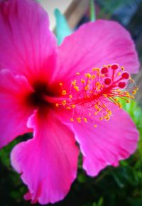 Close-up of pink flowers