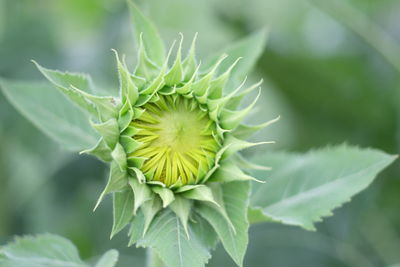 Close-up of plant