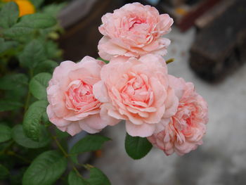 Close-up of pink rose