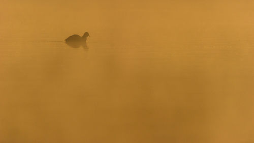 Swan swimming in lake during sunset