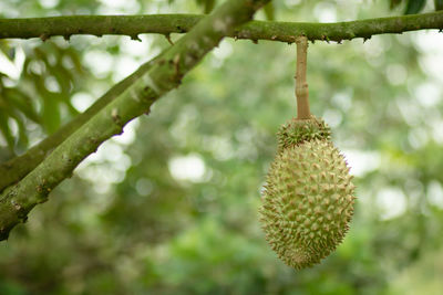 Close-up of fruit growing on tree