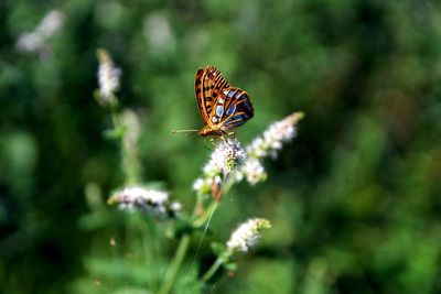 Close-up of butterfly pollinating on purple flower