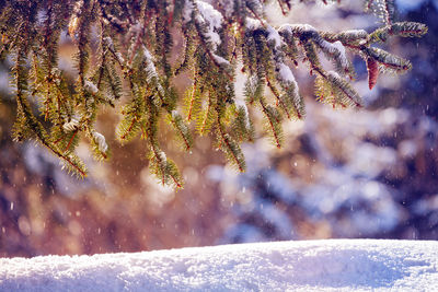 Snow covered tree during winter