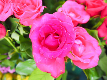 Close-up of pink rose blooming outdoors