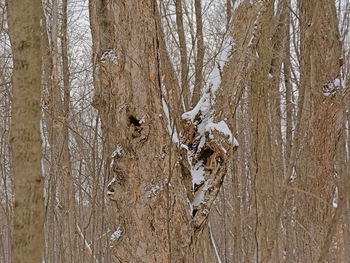 Close-up of tree trunk in forest during winter