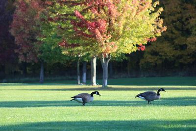 Birds flying over trees