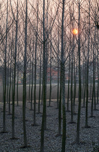 Bare trees in forest against sky