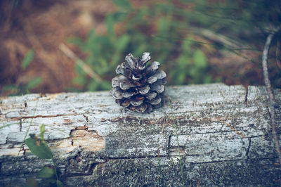 Close-up of pine cone on wood