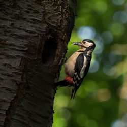 Close-up of bird perching on tree