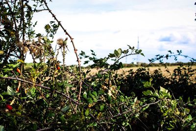 Close-up of fresh plants on field against sky