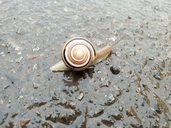 Close-up of snail on sand