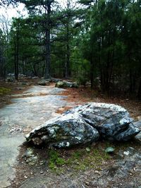 Stream flowing through forest
