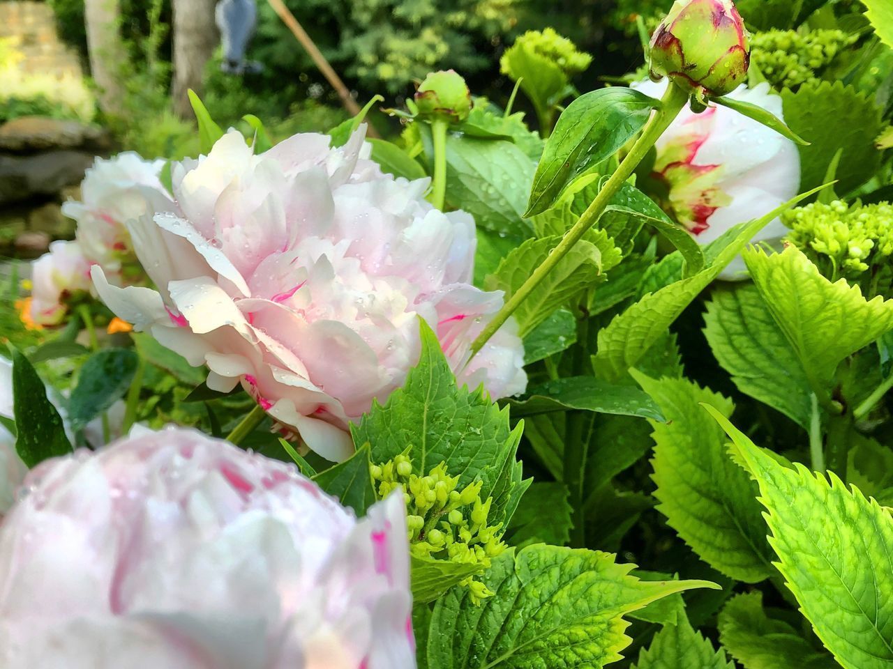 CLOSE-UP OF PINK ROSE FLOWER