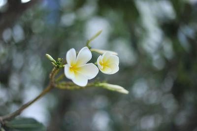 Close-up of white flowering plant