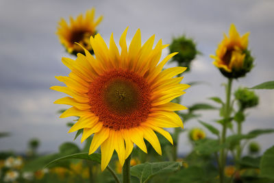 Close-up of yellow sunflower