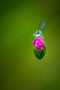 Close-up of insect on purple flower