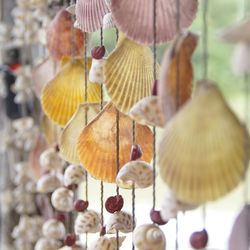 Close-up of seashells hanging against blurred background