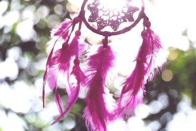 Close-up of pink flowers hanging on branch