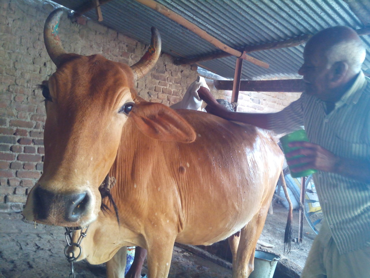 Bathing cow