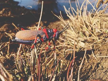 Close-up of insect on plant