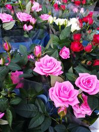 Close-up of pink roses blooming outdoors