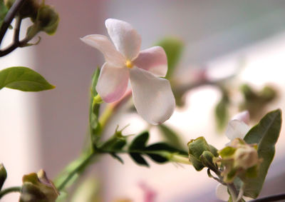 Close-up of flowers blooming outdoors