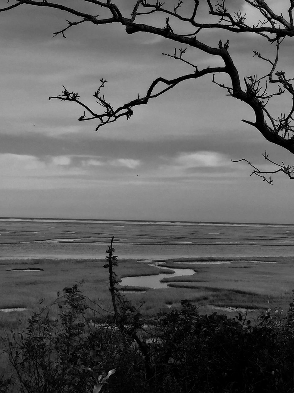 PLANTS ON BEACH AGAINST SKY