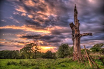 Trees on field against sky during sunset