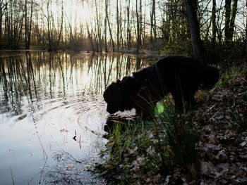 Dog drinking water in a lake
