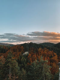 Scenic view of forest against sky during autumn