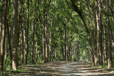 Walkway amidst trees in forest