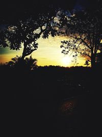 Silhouette of trees at sunset