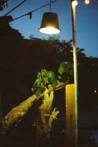 Close-up of illuminated plant at night