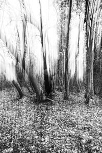 Bare trees in forest