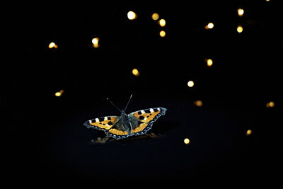 Close-up of insect on illuminated black background