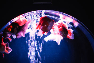 People swimming in pool at night