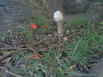 Close-up of mushroom in grass