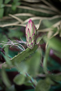 Close-up of purple flower buds growing on plant