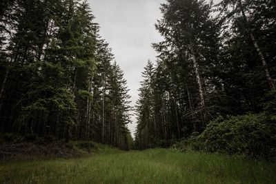 Trees in forest